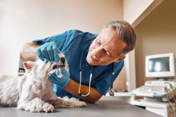 Best Emergency Root Canal Treatment in Irvington, NY